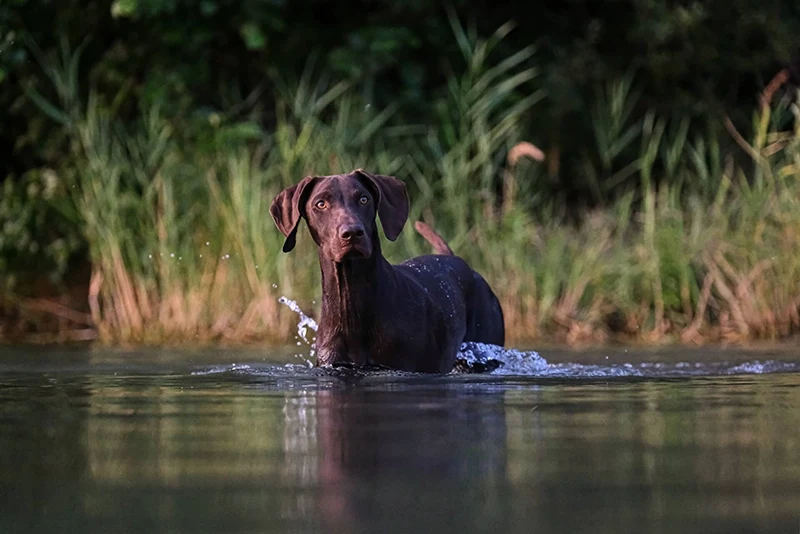 Hnědý pes ve vodě
